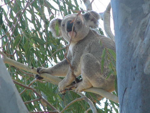 Tropical Palms Resort & 4WD Hire - Accommodation Burleigh 29
