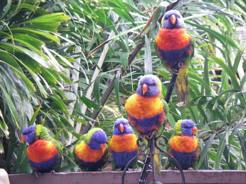 Tropical Palms Resort & 4WD Hire - Accommodation Burleigh 36
