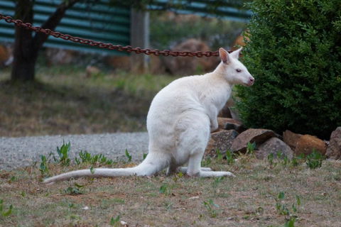 Adventure Bay Holiday Home - Accommodation Burleigh 14