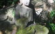 'The Tree House.' Treetop Living Near The Ocean, Coolum Beach, QLD, Australia - thumb 0