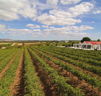 1837 Barossa Luxury Vineyard Cottages - Accommodation Burleigh