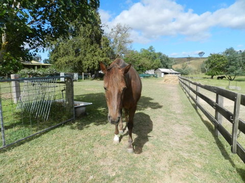 Glenfield Cottage - Accommodation Burleigh 2