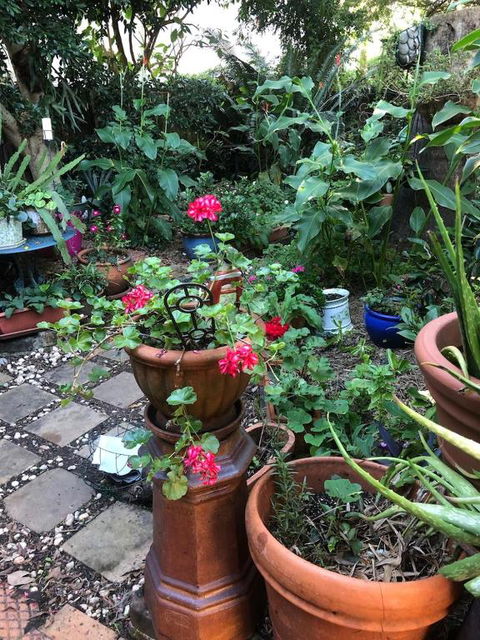 Historic Secluded Garden Cottage - Accommodation Burleigh 2