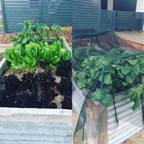 AMs Farm Stay - Accommodation Burleigh 3