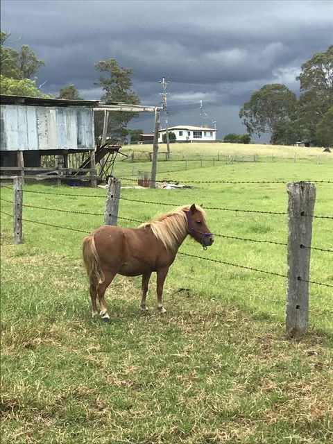 AMs Farm Stay - Accommodation Burleigh 0