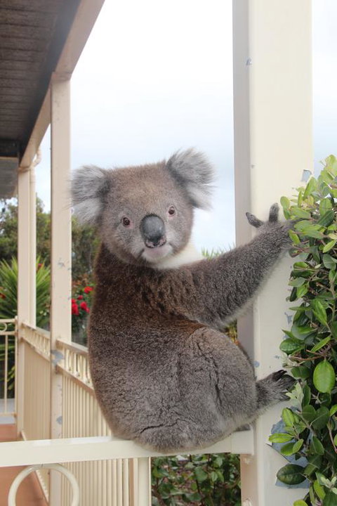 Angela's Beach Stays - Accommodation Burleigh 3