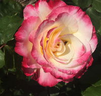 Birchwood Cottage - Accommodation Burleigh