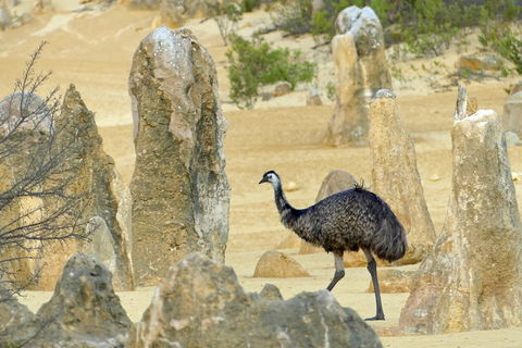 Private, Luxury Pinnacles Tour: Stargazing, Sand-boarding & Sightseeing - Accommodation Burleigh 5