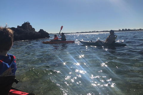 Penguin Island And Fremantle - Canoe, Chocolate & Coffee - Accommodation Burleigh 1