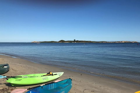Penguin Island And Fremantle - Canoe, Chocolate & Coffee - Accommodation Burleigh 2