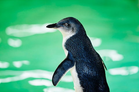 Penguin Island And Fremantle - Canoe, Chocolate & Coffee - Accommodation Burleigh 4