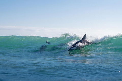Private Tangalooma Wrecks Tour - Accommodation Burleigh 2