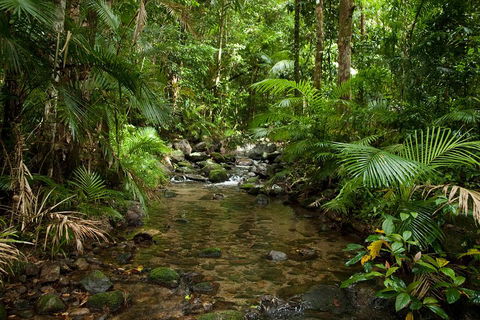 Cairns Reef And Rainforest Combo: Daintree Rainforest And The Great Barrier Reef - Accommodation Burleigh 1