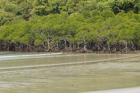 Cape Tribulation, Mossman Gorge, And Daintree Rainforest Premium Day Tour - Accommodation Burleigh 4