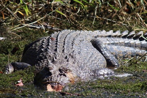 Full Day Tour In The Daintree - Accommodation Burleigh 0