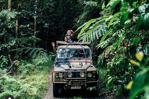 Full Day Tour In The Daintree - Accommodation Burleigh 4