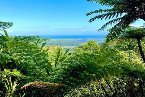 Full Day Tour In The Daintree - Accommodation Burleigh 5