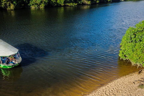 Afternoon Half-Day Daintree Rainforest And River Tour - Accommodation Burleigh 3