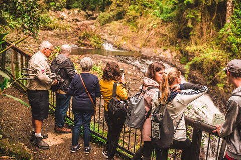 Full-day Springbrook National Park Tour From The Gold Coast - Accommodation Burleigh 0