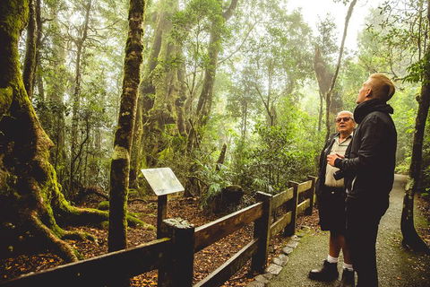 Full-day Springbrook National Park Tour From The Gold Coast - Accommodation Burleigh 1