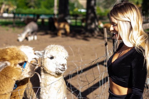 O'Reilly's & Lamington National Park Incl. Alpaca Farm + Vineyard - Accommodation Burleigh 3