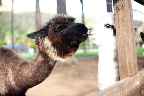 O'Reilly's & Lamington National Park Incl. Alpaca Farm + Vineyard - Accommodation Burleigh 4