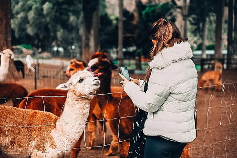 O'Reilly's & Lamington National Park Incl. Alpaca Farm + Vineyard - Accommodation Burleigh 5