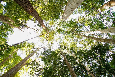Fraser Island 4WD Tour From Noosa - Accommodation Burleigh 0