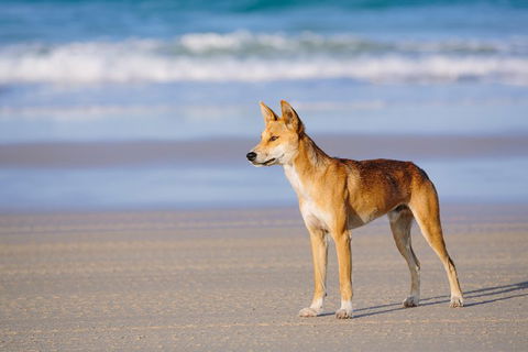 Fraser Island 4WD Tour From Rainbow Beach - Accommodation Burleigh 2