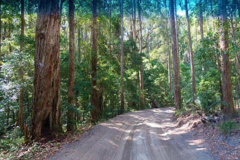 Fraser Island 4WD Tour From Rainbow Beach - Accommodation Burleigh 4