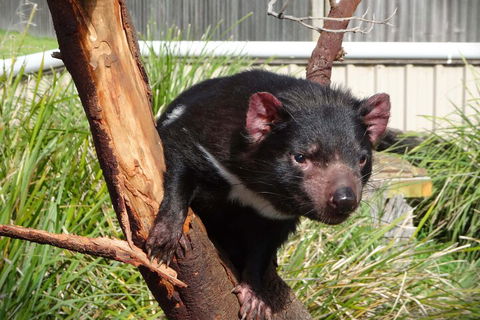 6-Day Tasmania Small-Group Guided Tour With Gourmet Food - Accommodation Burleigh 1