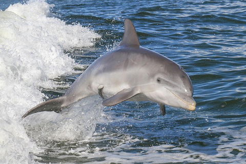 Noosa Oceanrider Scenic Dolphin Safari - Accommodation Burleigh 0