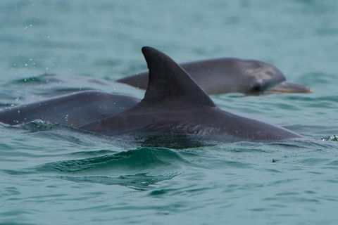 Noosa Oceanrider Scenic Dolphin Safari - Accommodation Burleigh 1