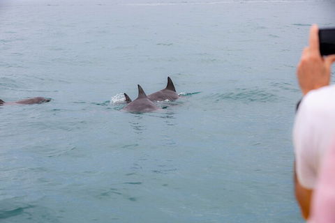Noosa Oceanrider Scenic Dolphin Safari - Accommodation Burleigh 2