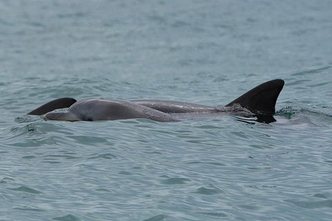 Noosa Oceanrider Scenic Dolphin Safari - Accommodation Burleigh 3