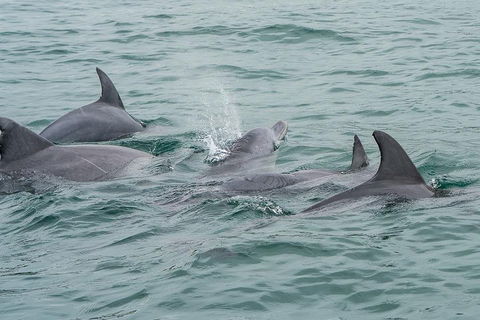 Noosa Oceanrider Scenic Dolphin Safari - Accommodation Burleigh 5