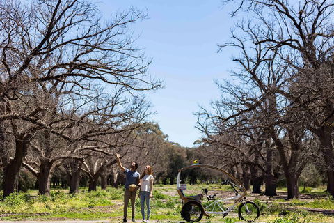 Adelaide 90-Minute Pedicab Tour: Scenic Green & River Experience - Accommodation Burleigh 1