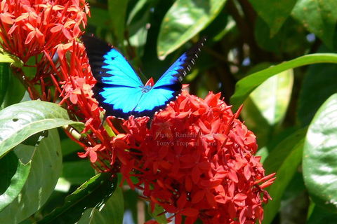 Daintree Rainforest, Cape Tribulation, Mossman Gorge Small-Group Day Tour - Accommodation Burleigh 2
