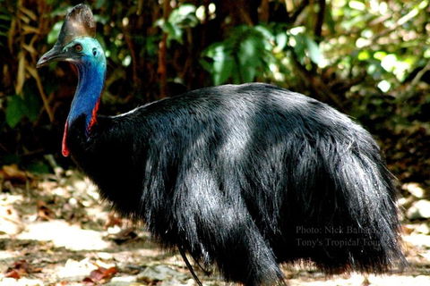 Daintree Rainforest, Cape Tribulation, Mossman Gorge Small-Group Day Tour - Accommodation Burleigh 3