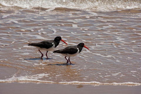 1770 Coastline Tour By LARC Amphibious Vehicle Including Picnic Lunch - Accommodation Burleigh 2
