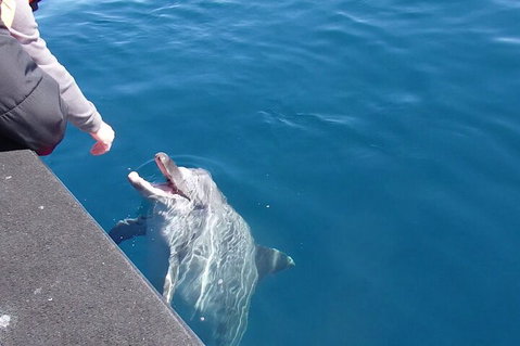 Noosa Wild Dolphin Safari - Accommodation Burleigh 0