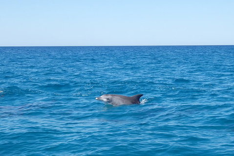 Noosa Wild Dolphin Safari - Accommodation Burleigh 1