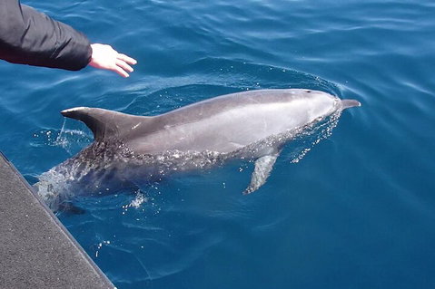 Noosa Wild Dolphin Safari - Accommodation Burleigh 2