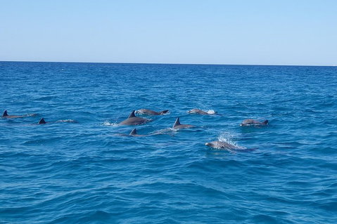 Noosa Wild Dolphin Safari - Accommodation Burleigh 3