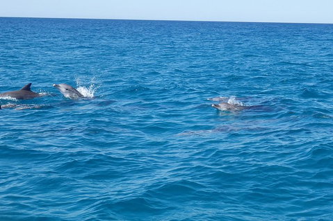 Noosa Wild Dolphin Safari - Accommodation Burleigh 4