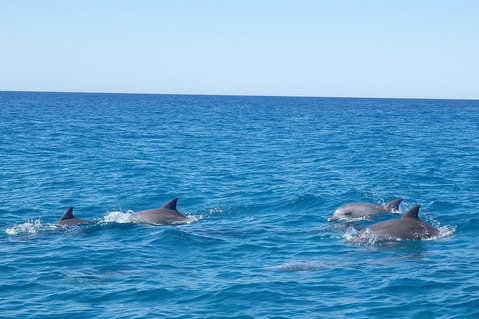 Noosa Wild Dolphin Safari - Accommodation Burleigh 5