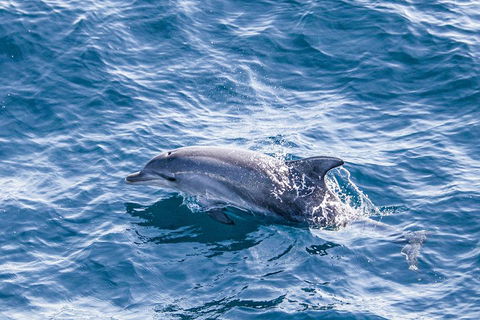 All Inclusive Dolphin And Tangalooma Wrecks Cruise - Accommodation Burleigh 1
