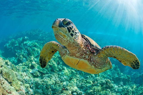 All Inclusive Dolphin And Tangalooma Wrecks Cruise - Accommodation Burleigh 3