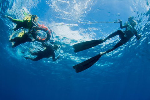 Passions Of Paradise Great Barrier Reef Snorkel And Dive Cruise From Cairns By Luxury Catamaran - Accommodation Burleigh 2
