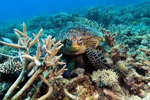 Great Barrier Reef Day Cruise From Cairns Including Snorkeling And Marine Biologist Presentation - Accommodation Burleigh 4